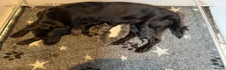 Labrador Retriever dogs for sale: Health Tested KC Registered Labrador Pups - Advert 16