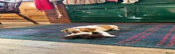 Jack Russell dogs for sale: Jack Russell puppies in Polegate - Advert 3