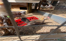 Chickens poultry for sale: Gold Dutch bantam rooster in Welwyn - Image 2