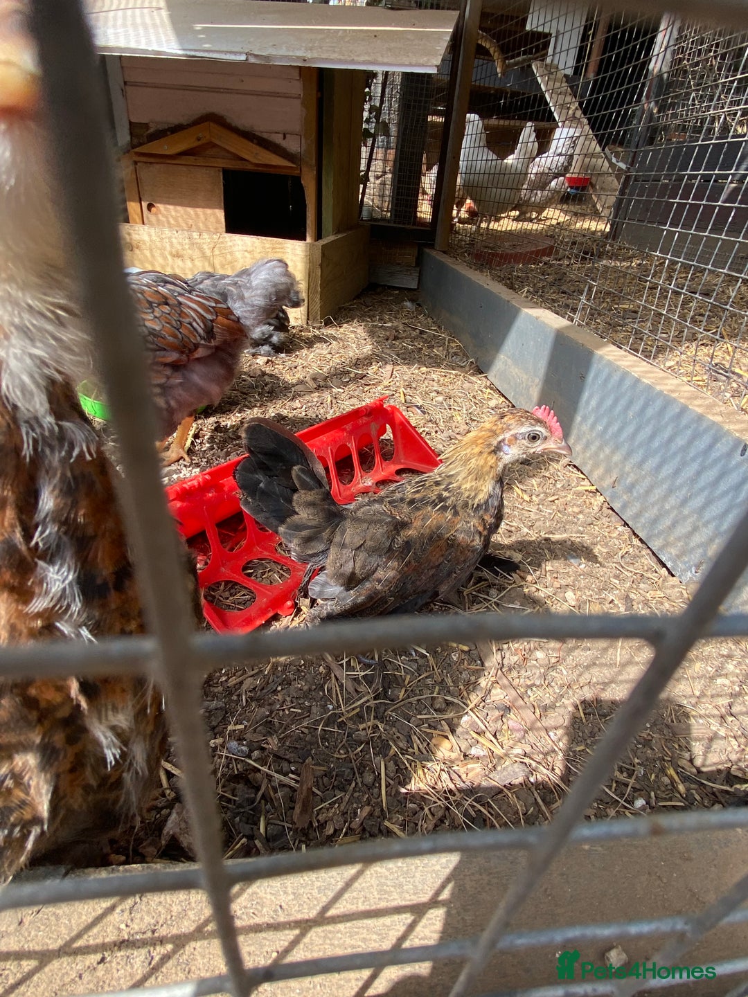 Chickens poultry for sale: Gold Dutch bantam rooster in Welwyn - Image 2