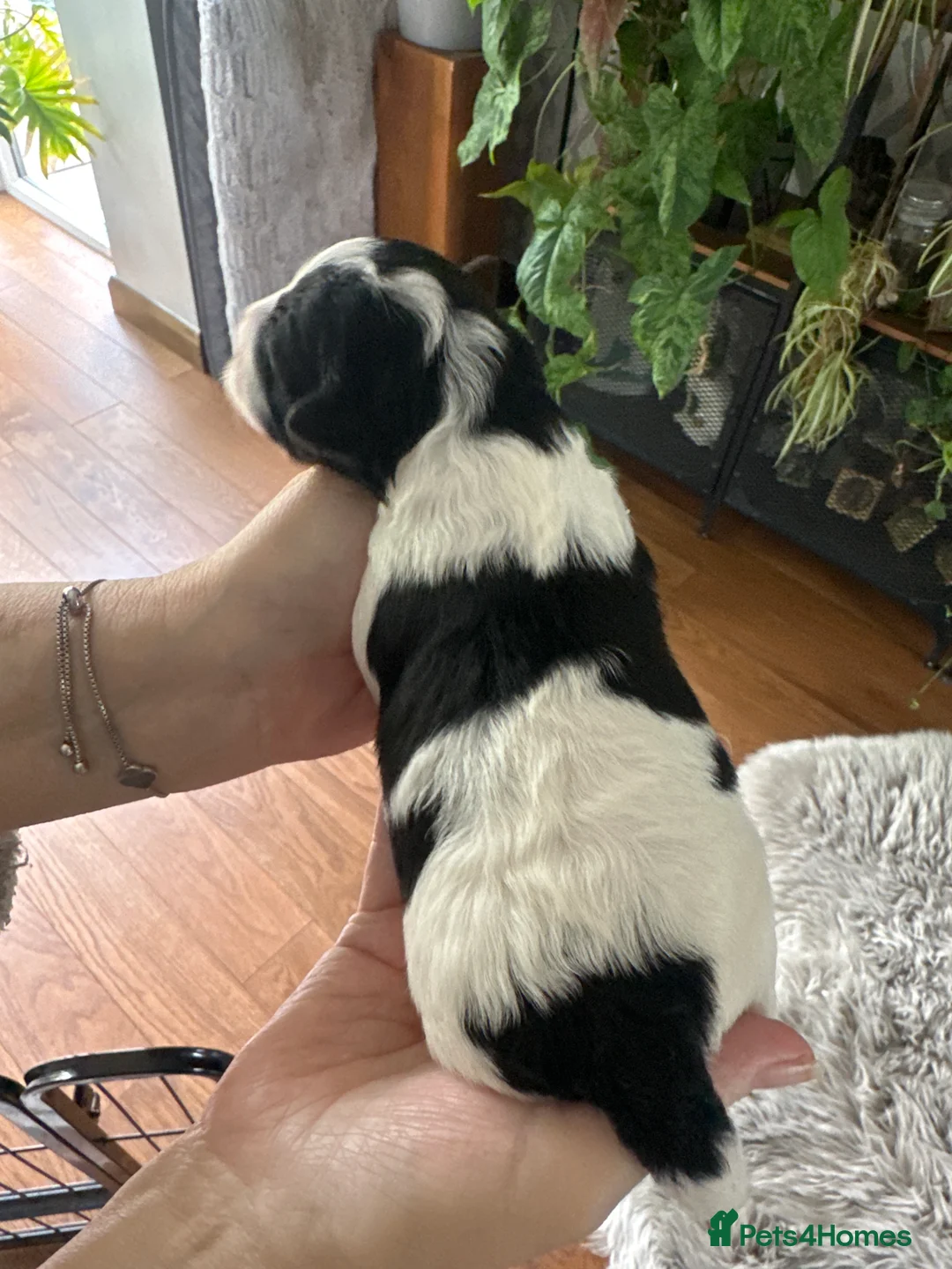 Lhasapoo dogs for sale: Stunning Lhasapoo Puppies. READY NOW! - Advert 37