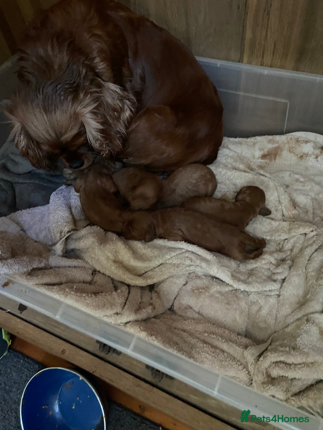 Cavapoo dogs for sale: Last 2 A1 Ruby/red Christmas Cavapoos 07816222523 in Derby - Image 6