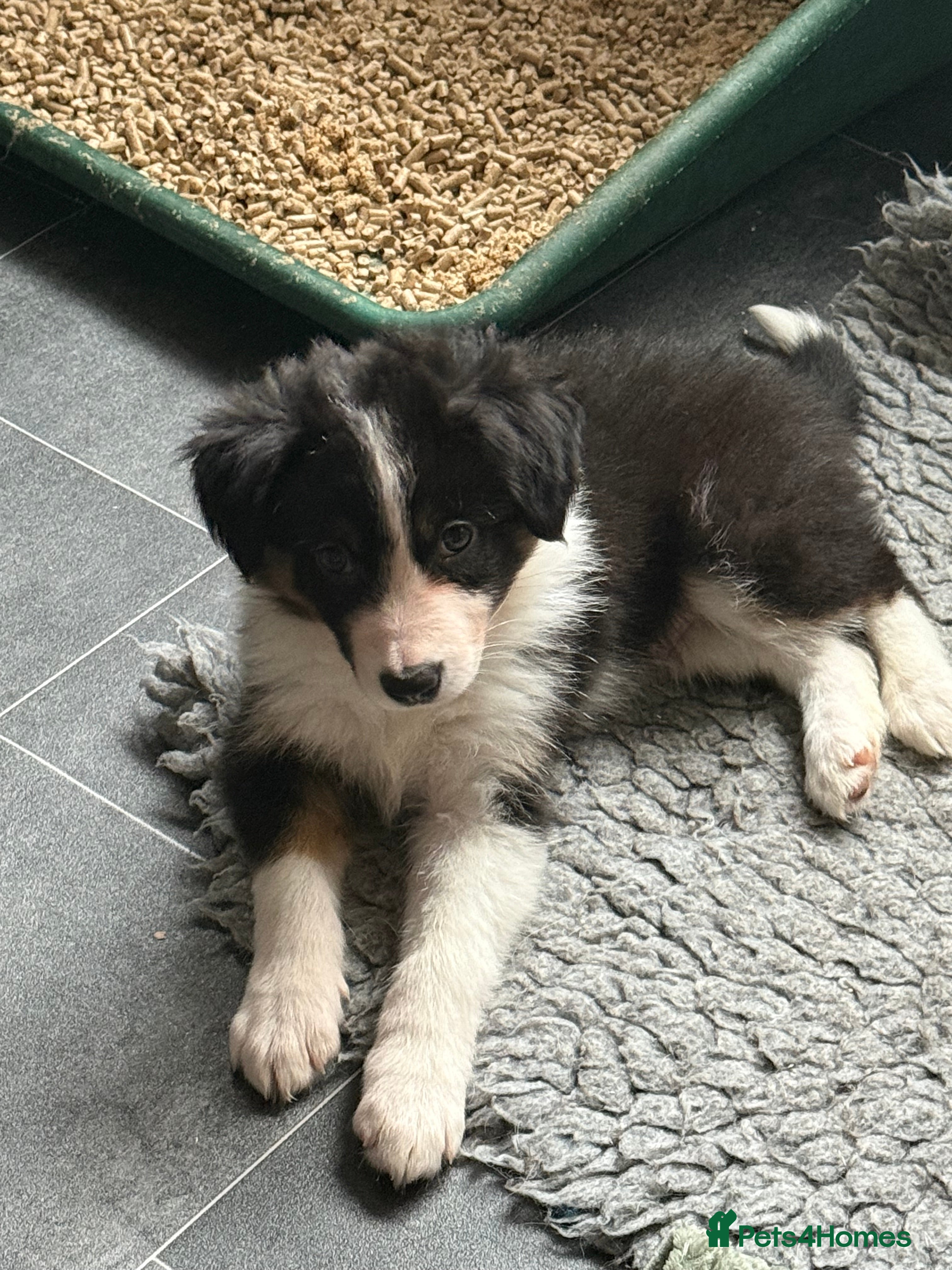 Border Collie dogs Beautiful border collie puppies available!  - Advert 3