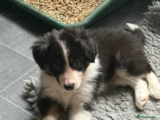 Border Collie dogs Beautiful border collie puppies available! - Advert 13