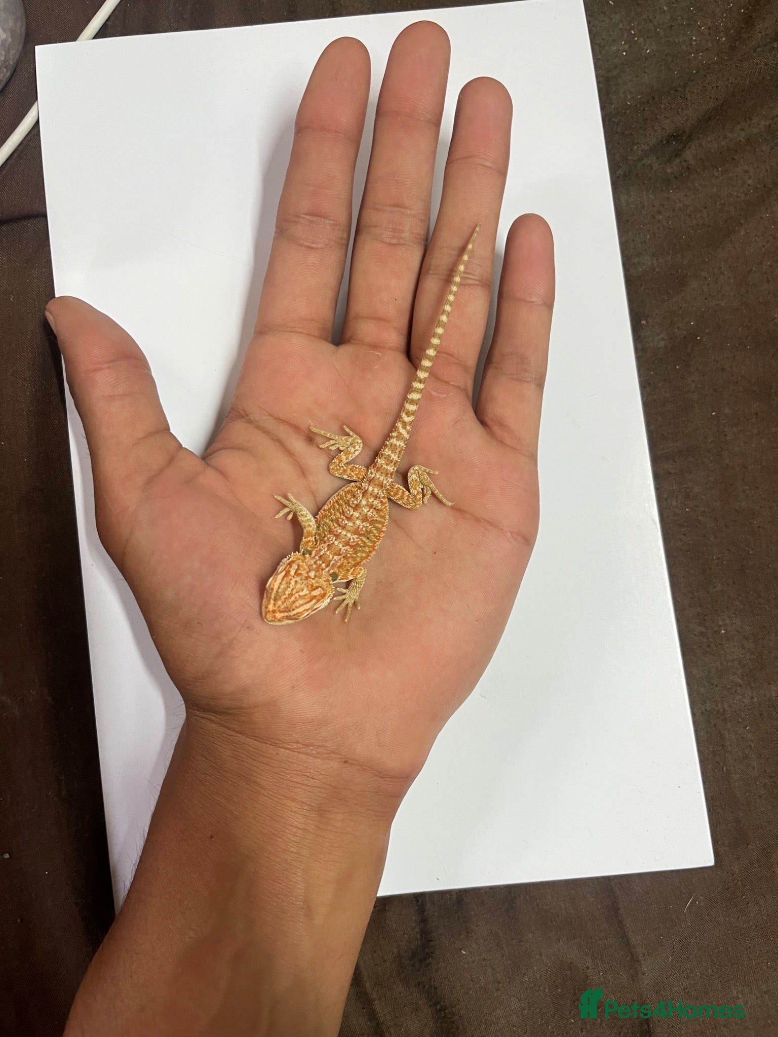 Bearded Dragon reptiles Baby Hypo bearded dragons🦎 - Advert 1