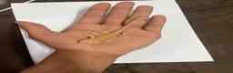 Bearded Dragon reptiles for sale: Baby Hypo bearded dragons🦎 - Advert 1