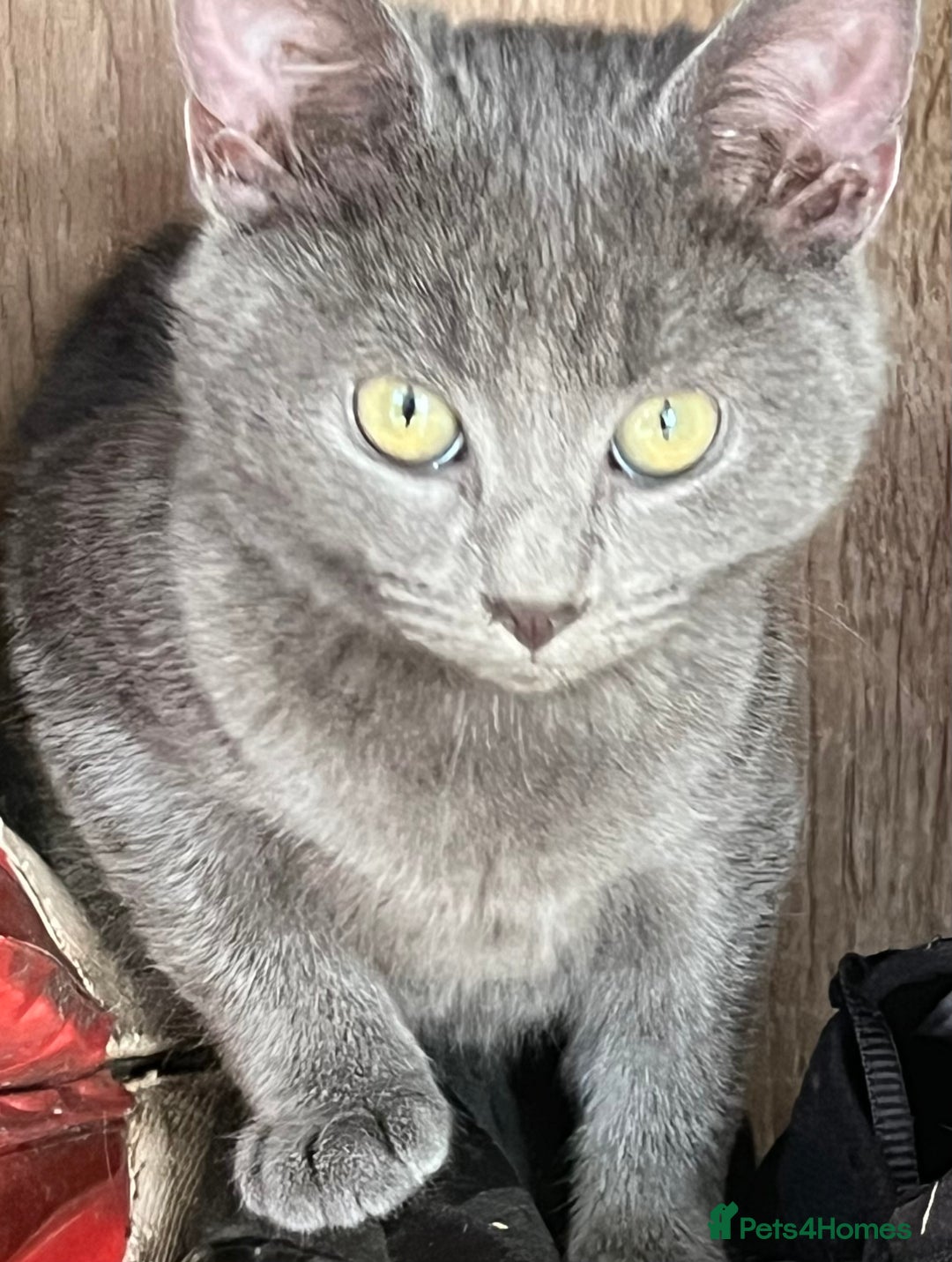 Mixed Breed cats for sale: Munchkin x British shorthair kittens - Advert 1