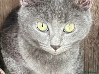 Mixed Breed cats Munchkin x British shorthair kittens - Advert 19