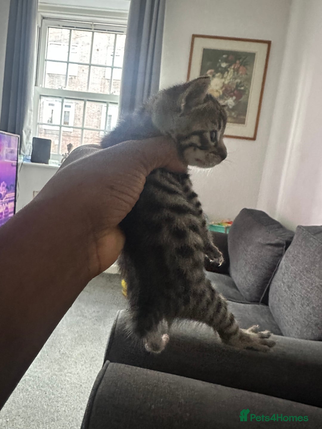Manx cats for sale: Beautiful Banx Kittens  - Image 14