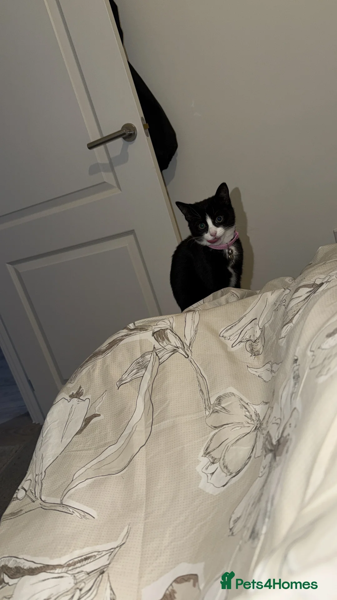 Mixed Breed cats for sale: Beanie  - Advert 4