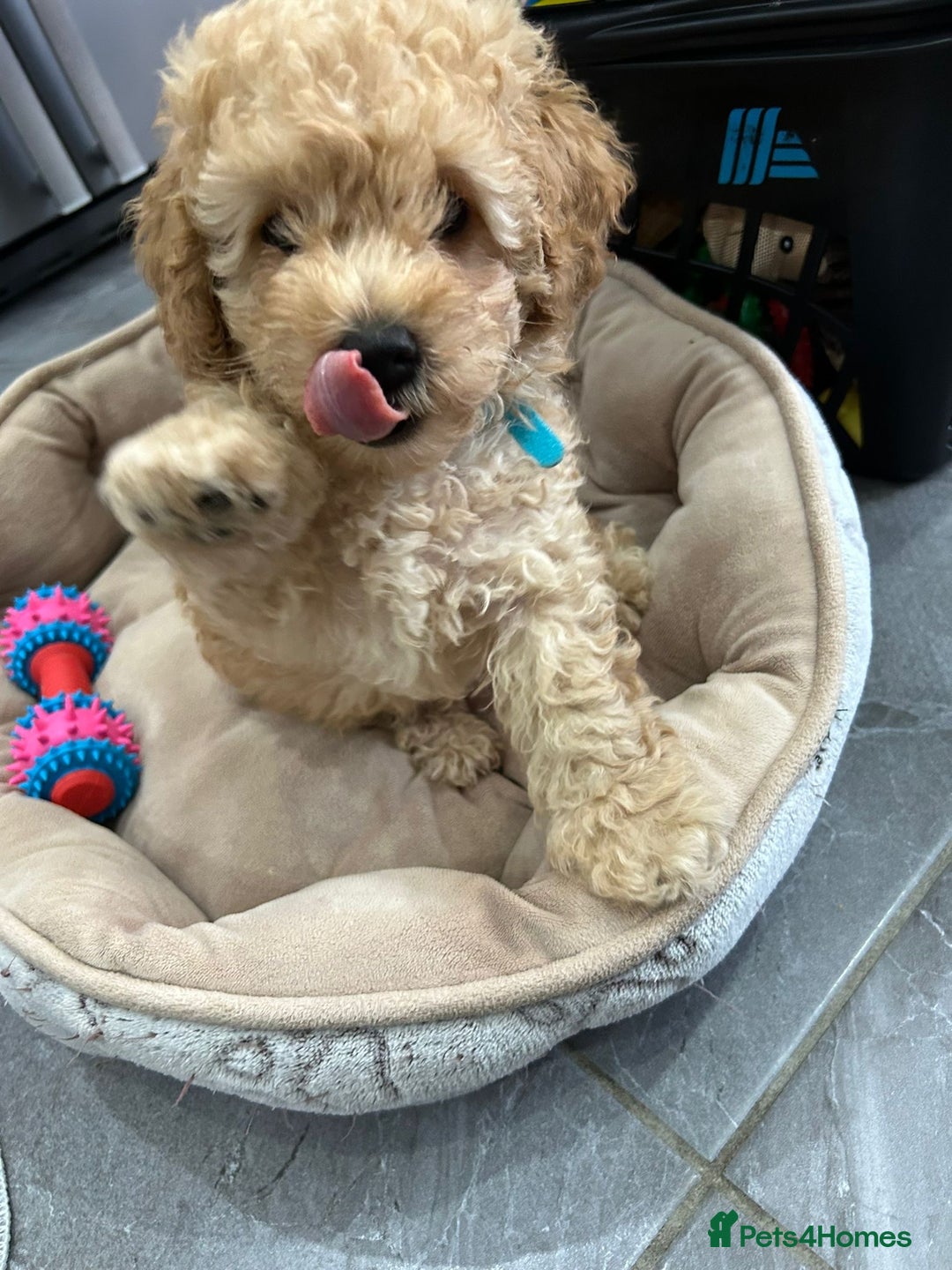 Poochon dogs for sale: Poochon male puppies  - Image 10