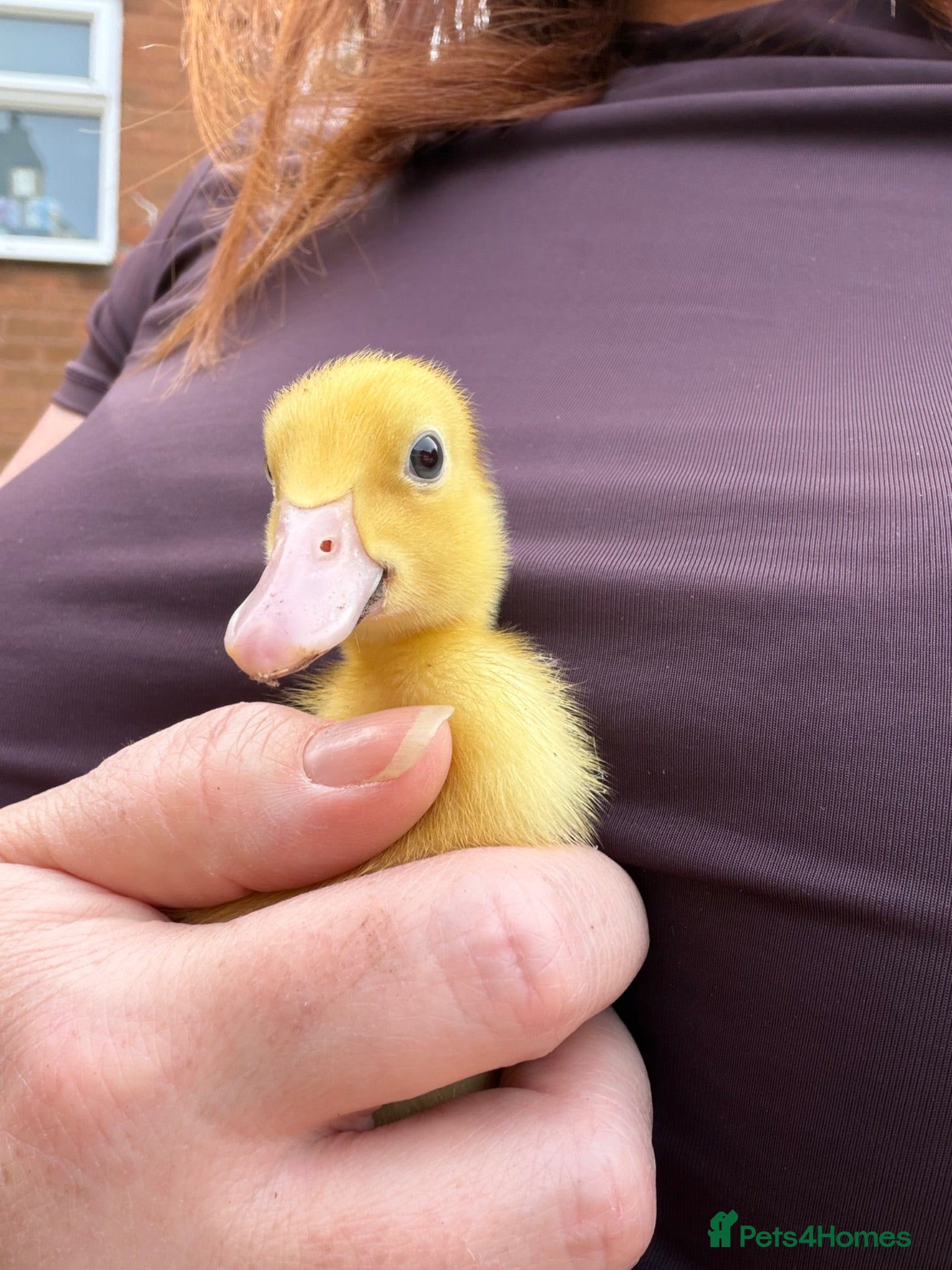 Ducks poultry Ducklings  - Advert 11
