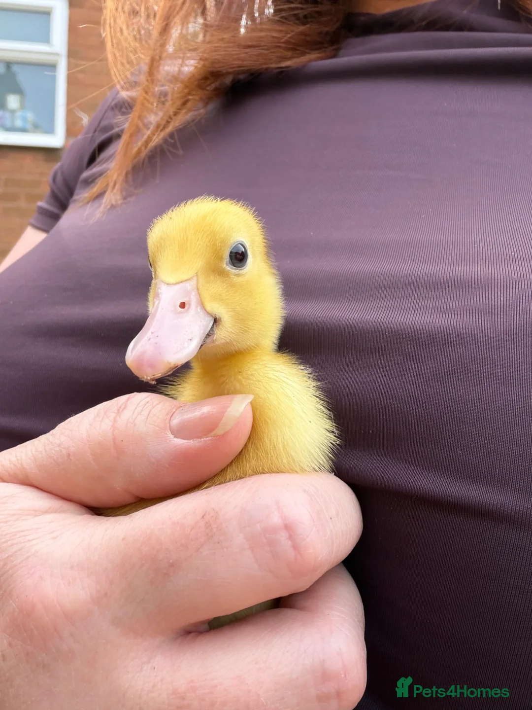 Ducks poultry for sale: Ducklings  - Advert 1