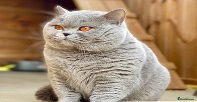 British Shorthair cats - Advert 7