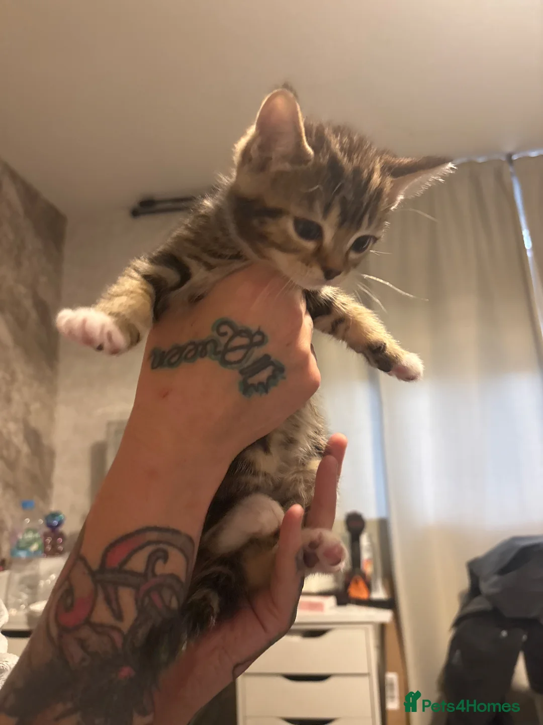 Mixed Breed cats for sale: £50 each amazing all eating whiskers in Blackpool - Advert 5