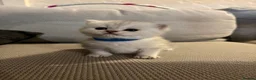 British Shorthair cats for sale: British shorthair kittens, breeded - Advert 26
