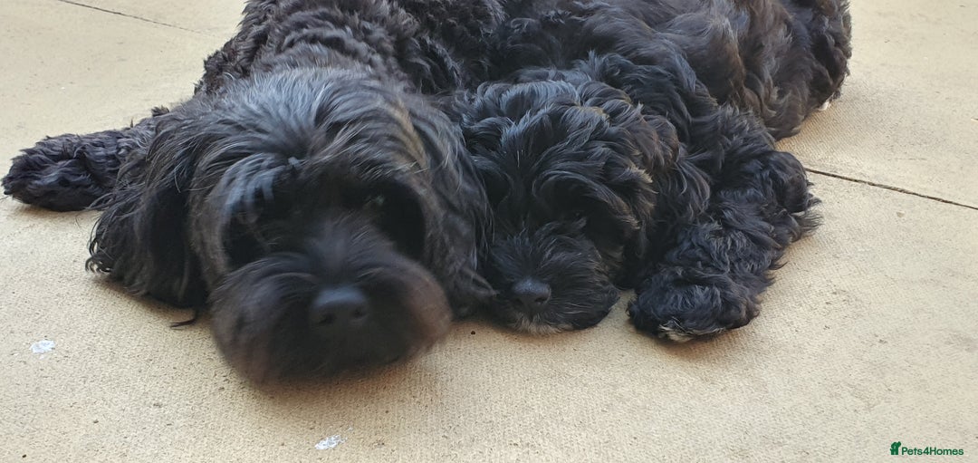 Australian Labradoodle dogs for sale: 2 GIRLS ONLY - Australian Labradoodle puppies - Image 31