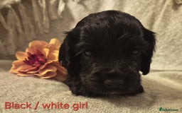 Cocker Spaniel dogs for sale: Exceptional KC Reg Working Cocker Spaniel Puppies - Image 12
