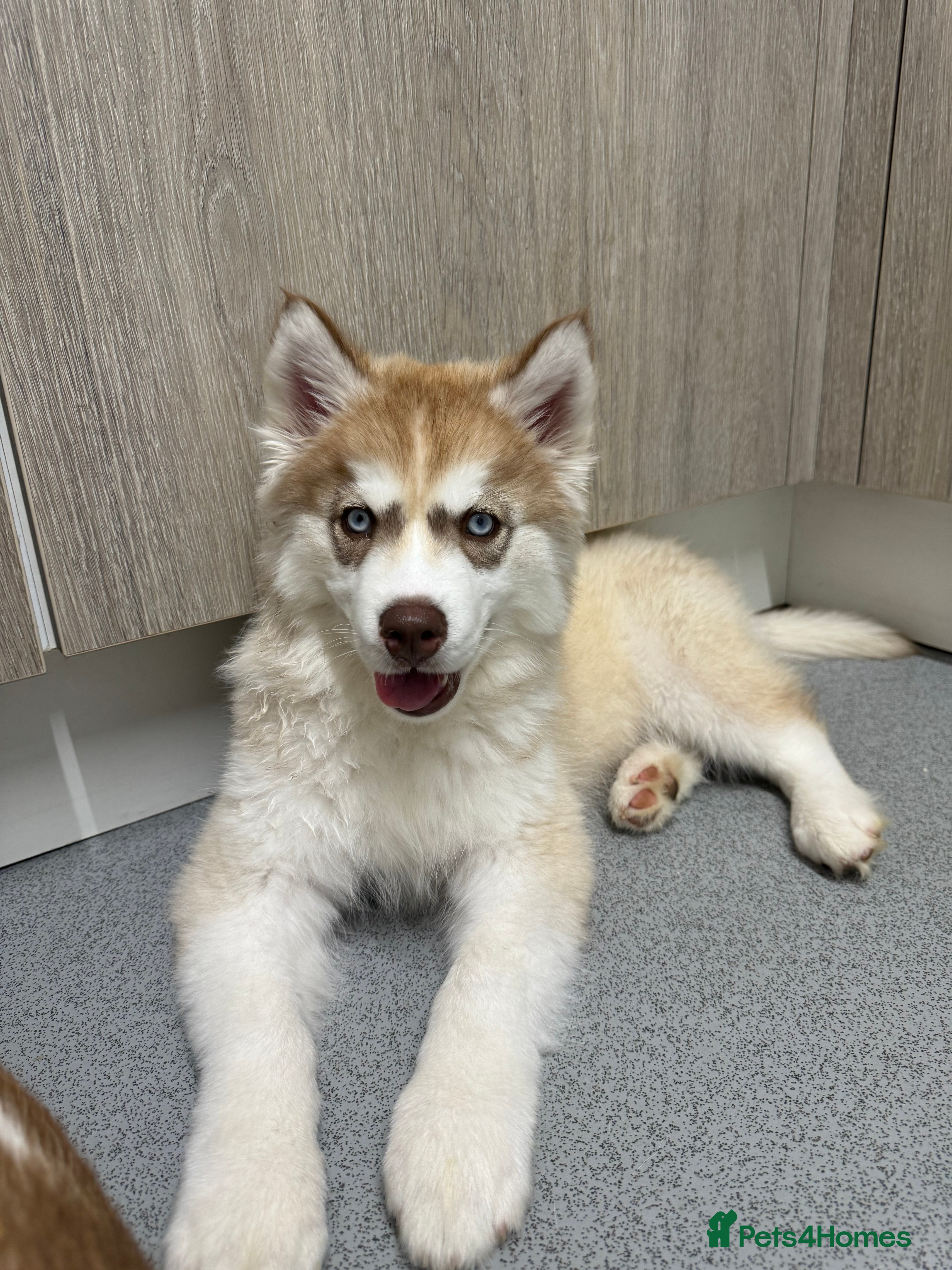 Siberian Husky dogs Siberian husky puppies - Advert 1