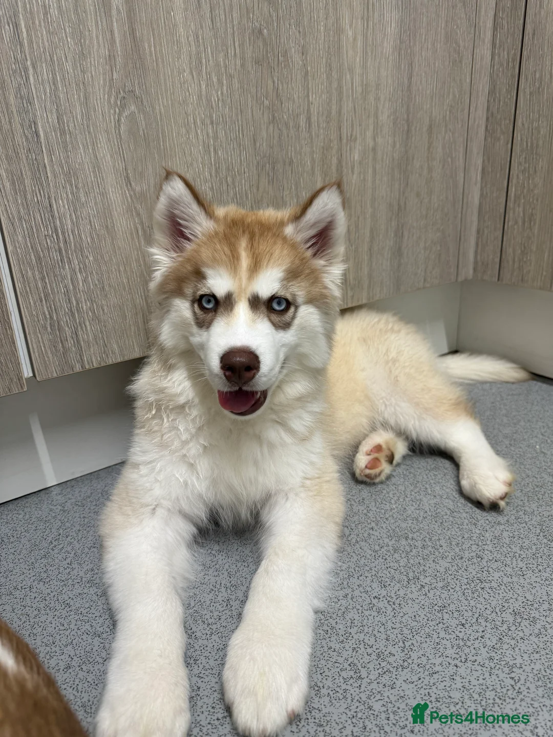 Siberian Husky dogs for sale: Siberian husky puppies in Gloucester - Advert 1