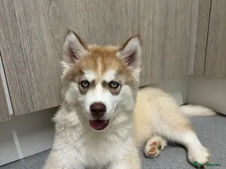 Siberian Husky dogs Siberian husky puppies - Advert 1