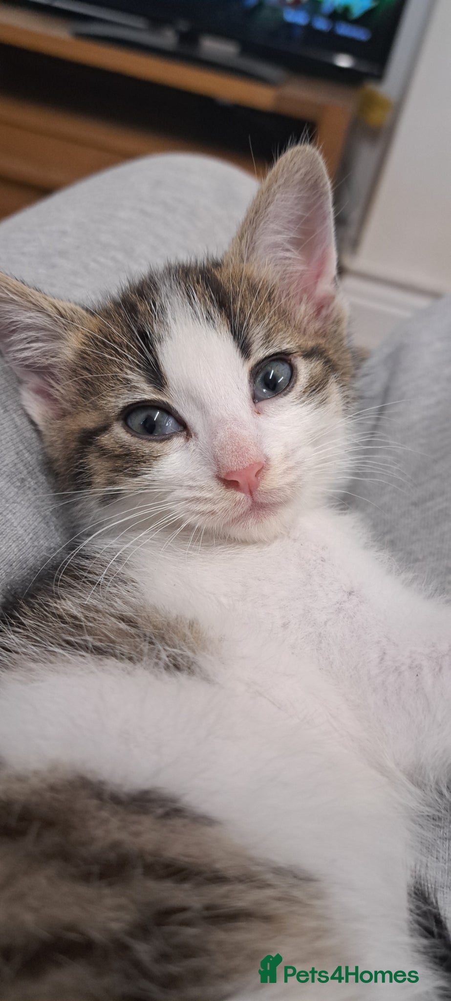Mixed Breed cats 8 week old kitten - Advert 1