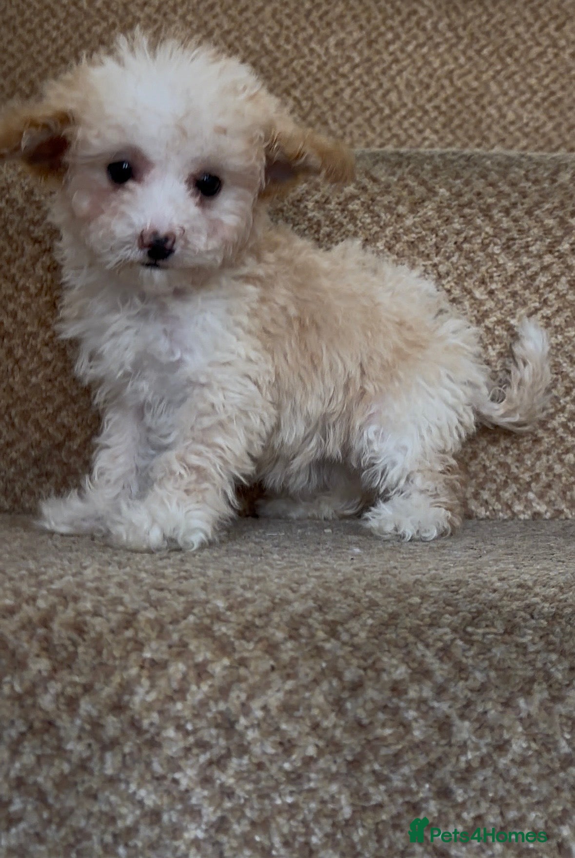 Cavapoo dogs X1 Beautiful F1b Cavapoo puppie remaining  - Advert 14