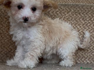 Cavapoo dogs X1 Beautiful F1b Cavapoo puppie remaining - Advert 14