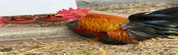 Chickens poultry for sale: Beauty Smooth Serama Cockerel Available 4 Adoption in Basildon - Advert 2