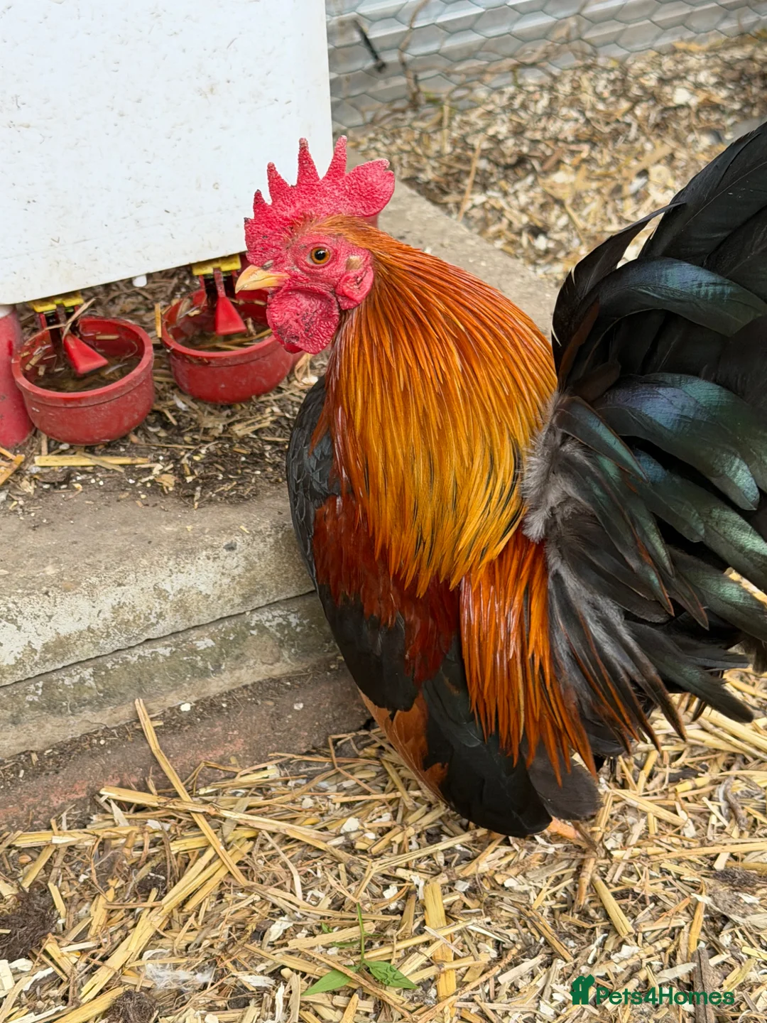 Chickens poultry for sale: Beauty Smooth Serama Cockerel Available 4 Adoption in Basildon - Advert 2