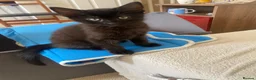 British Longhair cats for sale: Beautiful kittens in need forever homes❤️ - Advert 10