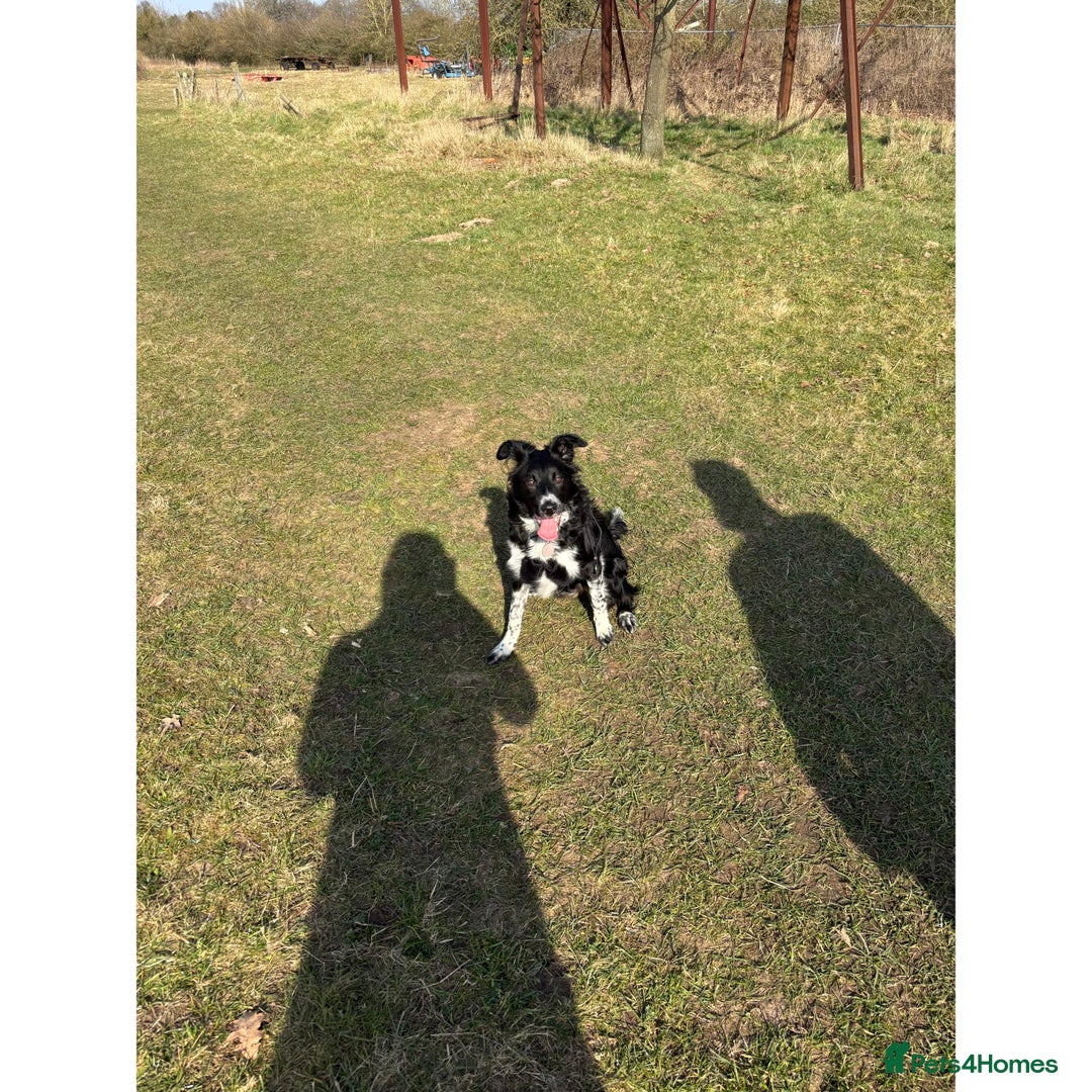 Border Collie dogs for sale: Bella - Border Collie - Image 5
