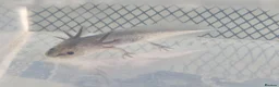 Axolotl reptiles for sale: Axolotl babies hatched 2/1/26 in Sutton-in-Ashfield - Advert 10