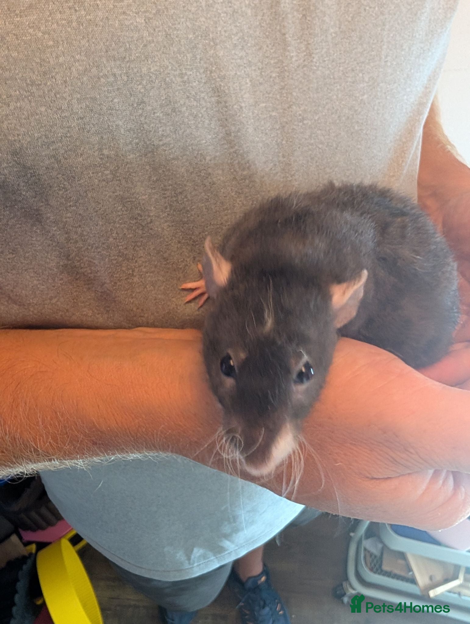Rat rodents Female Dumbo rex rats x 4 - Advert 6