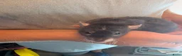 Rat rodents for sale: Female Dumbo rex rats x 4 - Advert 1