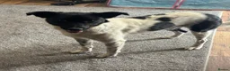 Mixed Breed dogs for adoption: Sweet Pepita looking for True Love  - Advert 7