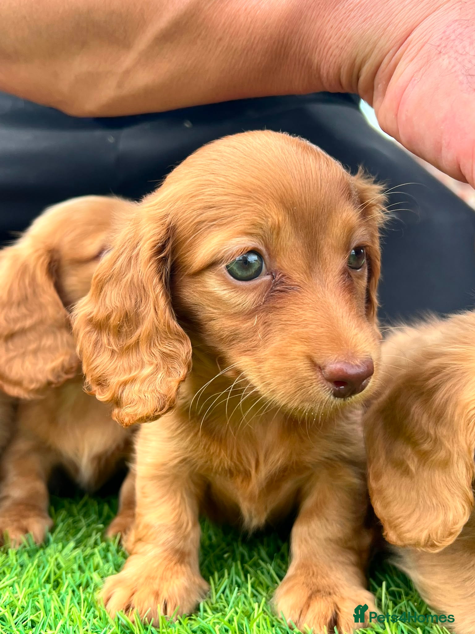 Miniature Dachshund dogs 1 beautiful long haired Miniature Dachshunds - Advert 2