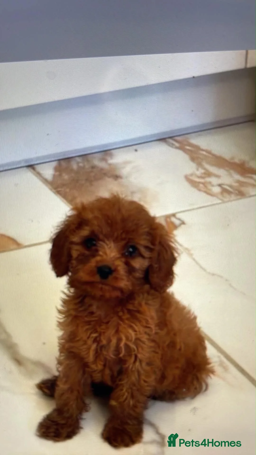 Cavapoo dogs for sale: Cavapoo  in Middlesbrough - Advert 1