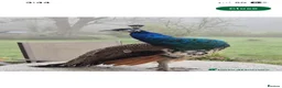 Continental Giant rabbits for sale: Peacocks for sale.Indian Black & Blue Shoulder. - Advert 2