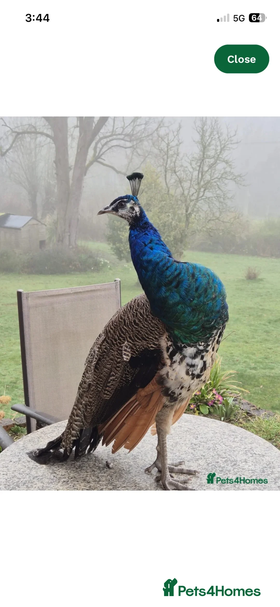 Continental Giant rabbits for sale: Peacocks for sale.Indian Black & Blue Shoulder. - Advert 2