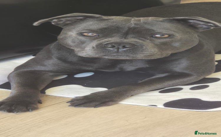 Staffordshire Bull Terrier dogs - Advert 1