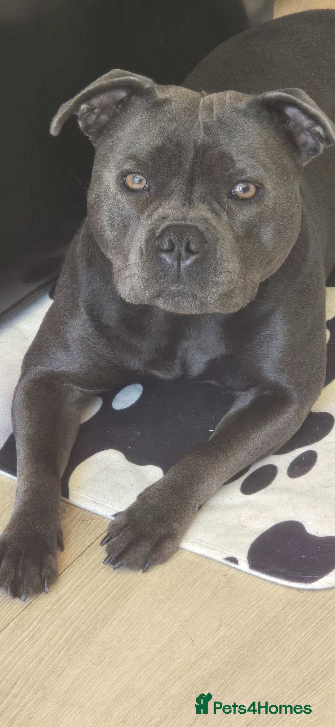 Staffordshire Bull Terrier dogs for sale: KC STAFFORDSHIRE BULL TERRIER CHAMPION BLOODLINES  - Image 1