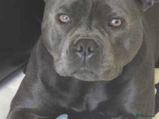 Staffordshire Bull Terrier dogs - Advert 26