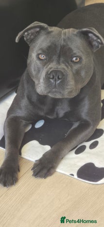 Staffordshire Bull Terrier dogs - Advert 2