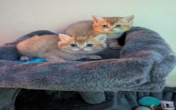 Brazilian Shorthair cats for sale: British black Tippett  - Image 3