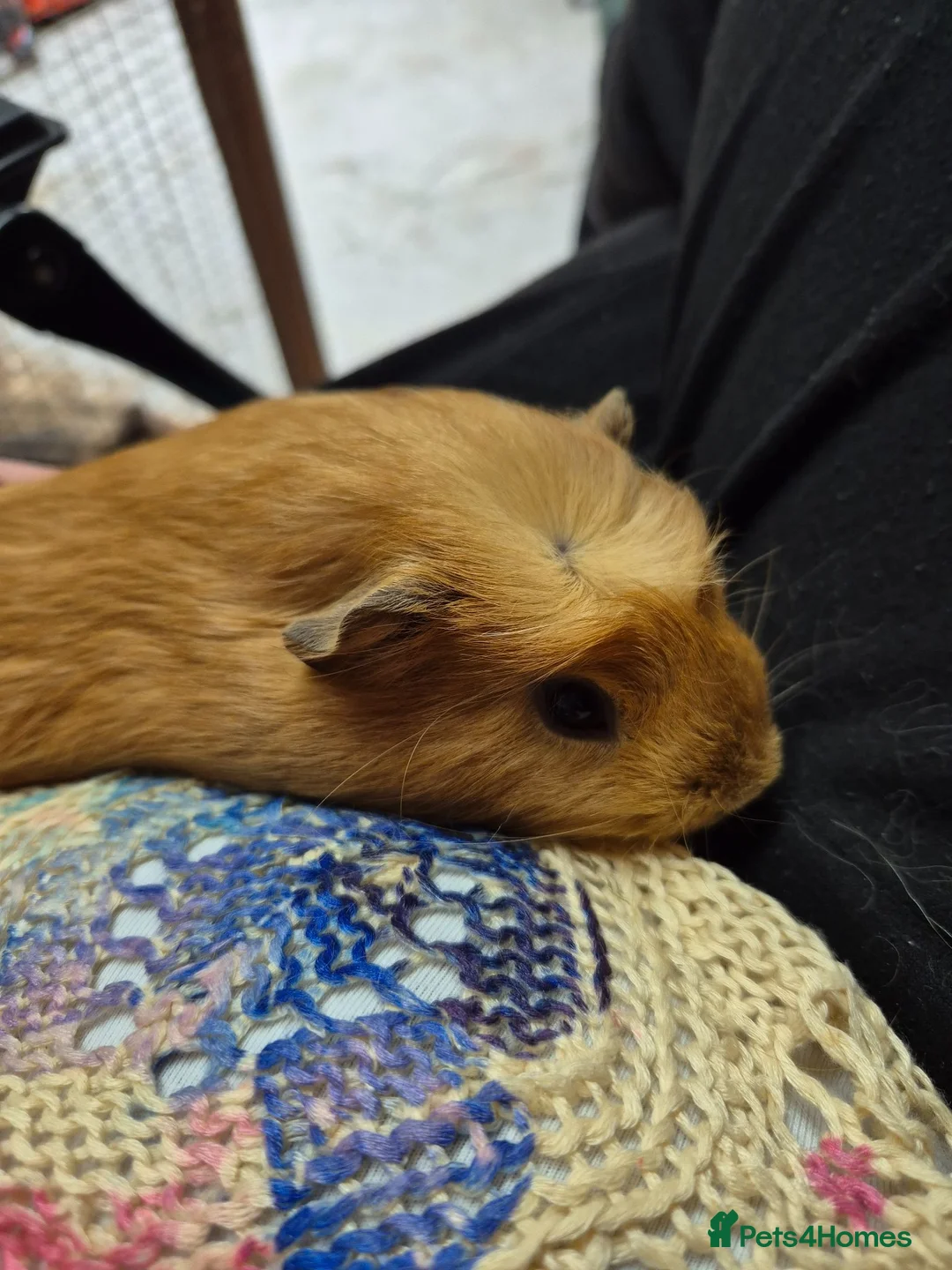 Guinea Pig rodents for sale: Gorgeous boar - Advert 1