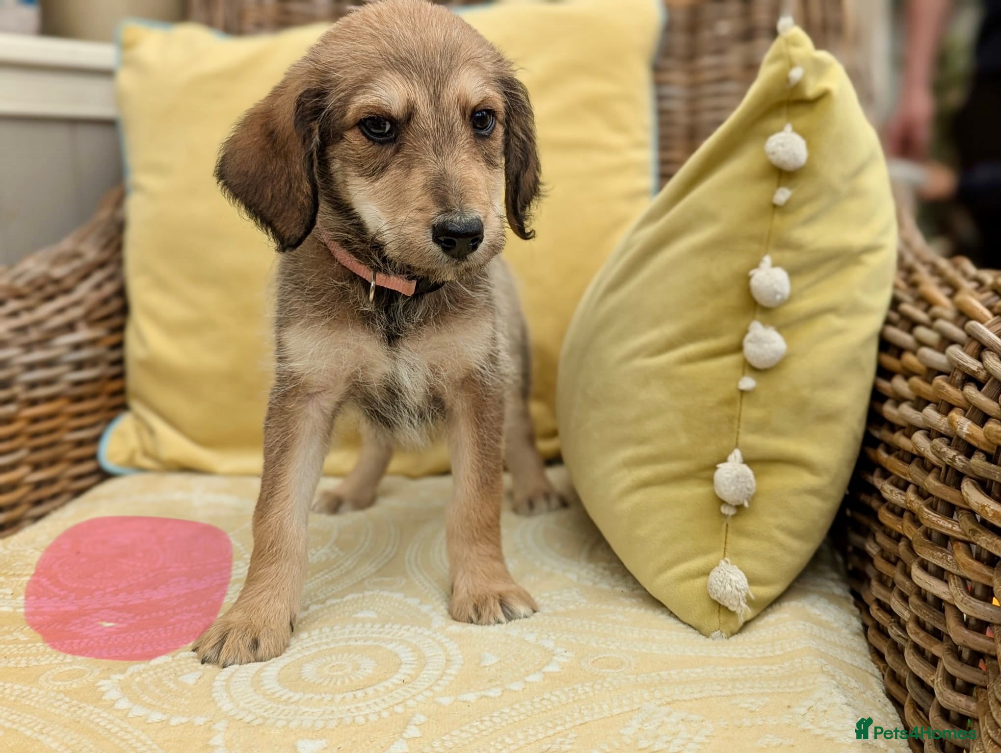 Bordoodle dogs for sale: Standard Bordoodle puppies- ready now - Advert 3