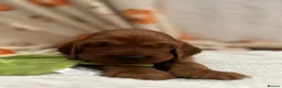Irish Setter dogs for sale: Irish Setter Puppy - Advert 24