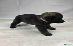 German Shepherd dogs for sale: Chunky German Shepherd Working Line Puppies  - Image 3