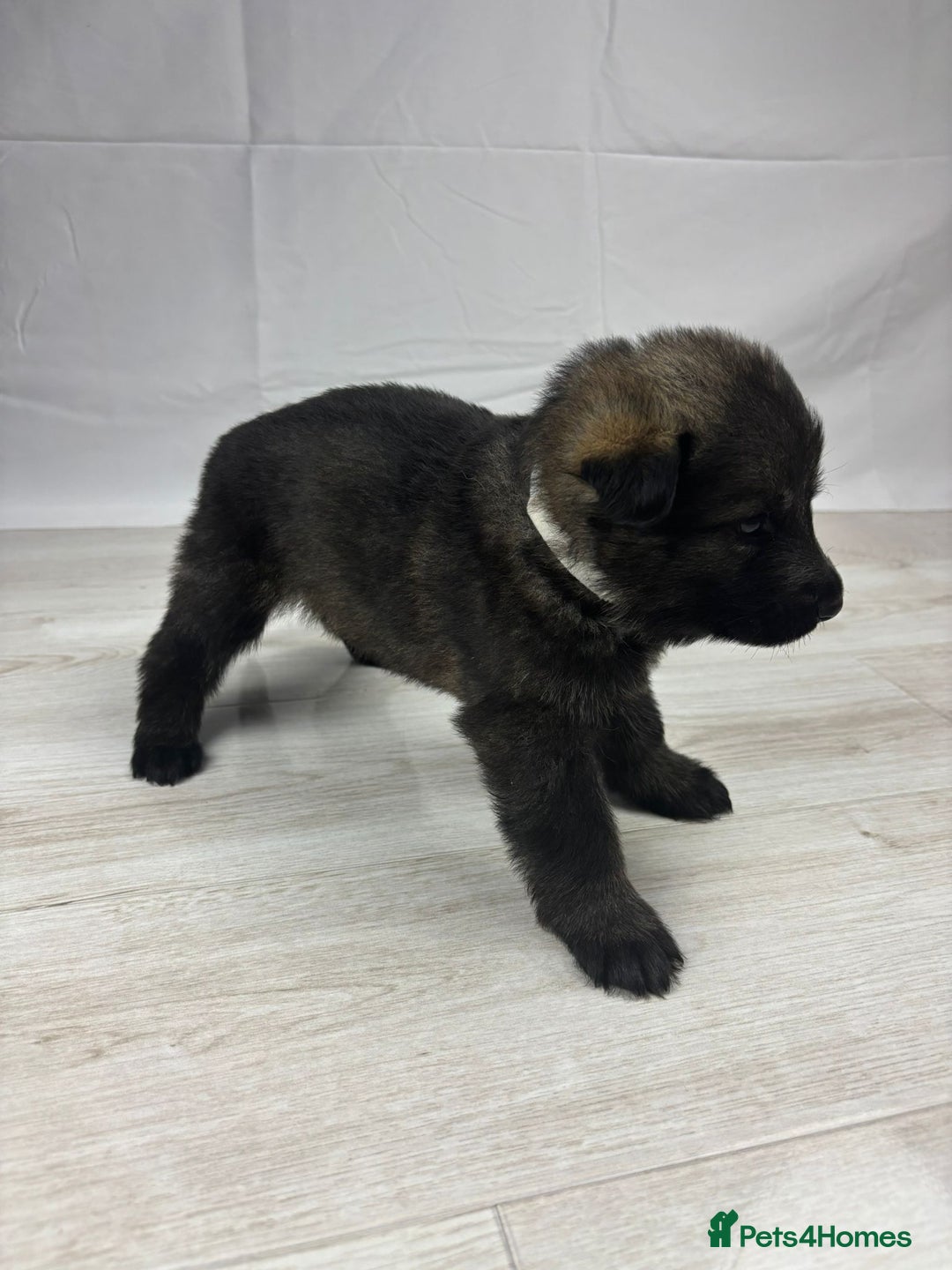 German Shepherd dogs for sale: Chunky German Shepherd Working Line Puppies  - Image 3